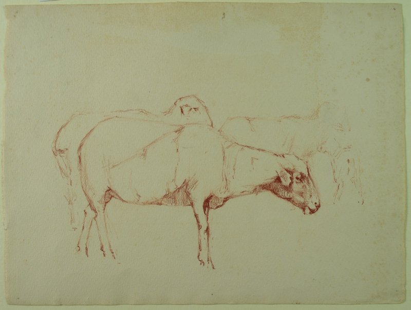 1901-1903 ca. - Studio di pecore